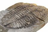 Rare Trilobite (Odontocephalus) - Perry County, Pennsylvania #43791-4